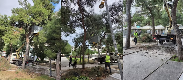 Στοχευμένο κλάδεμα πεύκων στη Νέα Σμύρνη: Παρεμβάσεις σε κεντρική πλατεία και γειτονιές για ασφάλεια και προστασία του πρασίνου