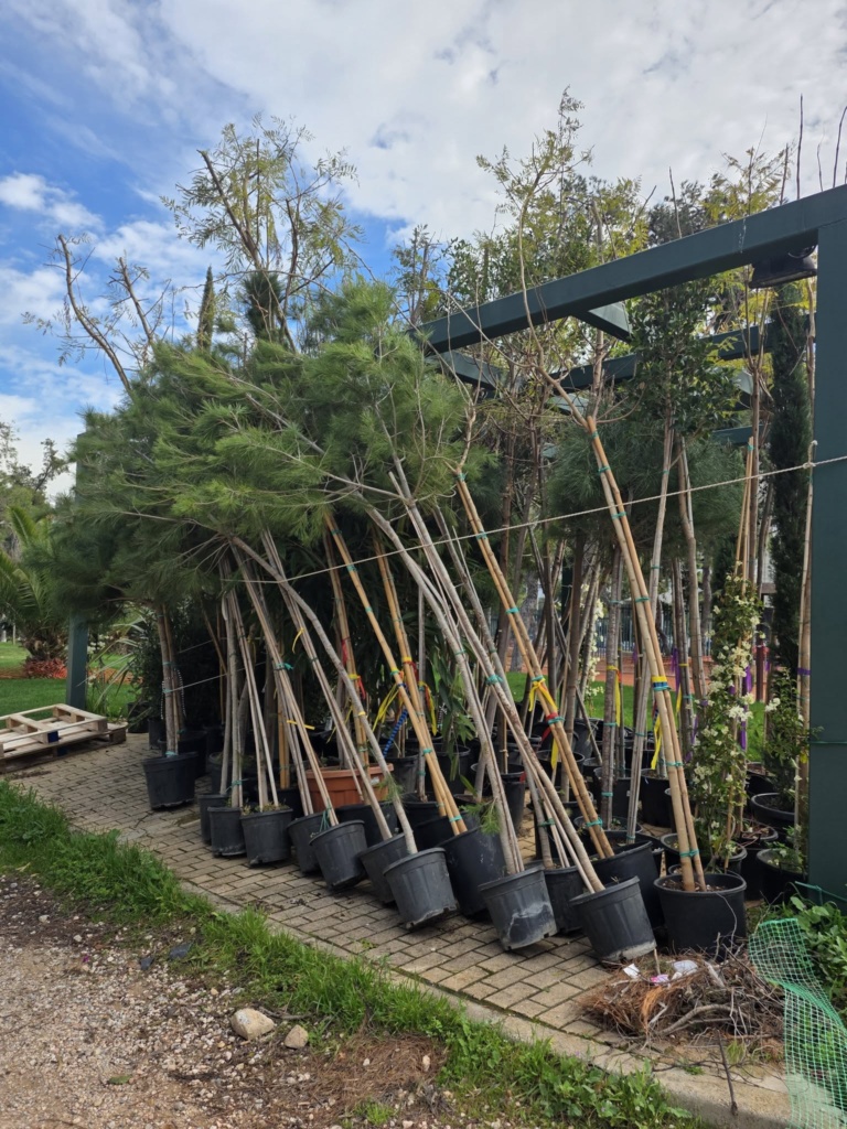 ΝΕΕΣ ΦΥΤΕΥΣΕΙΣ ΣΤΙΣ ΓΕΙΤΟΝΙΕΣ – Η ΠΟΛΗ ΠΡΑΣΙΝΙΖΕΙ!