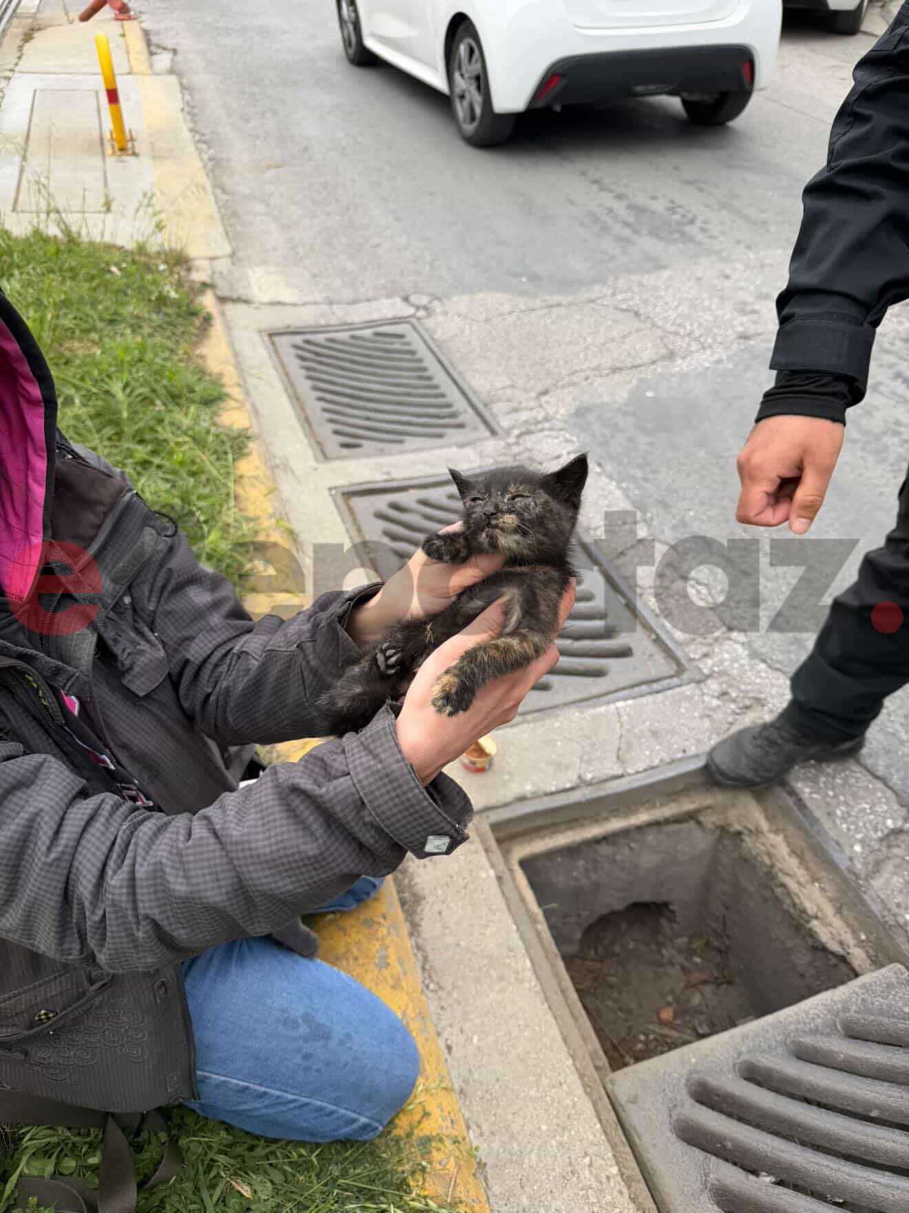 Νέα Σμύρνη: Διάσωση γατιού από φρεάτιο με πρωτοβουλία δημοσιογράφου του Action24