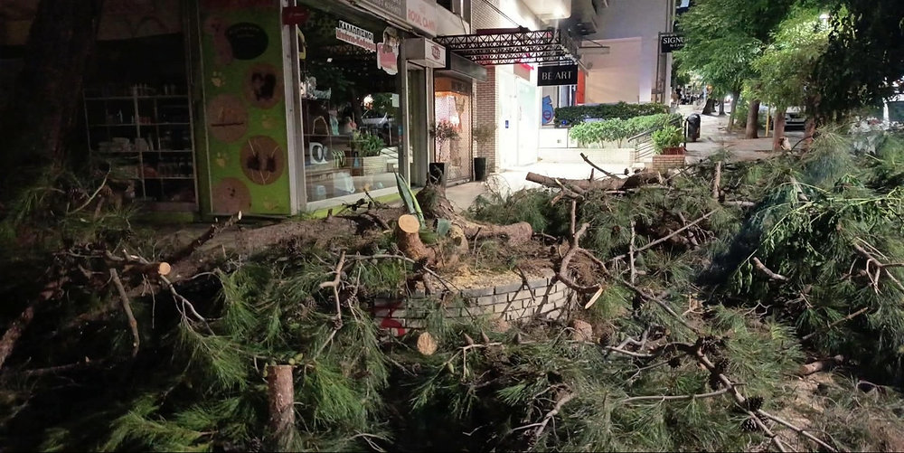 Νέα πτώση κλαδιού στην Αδραμυττίου προκαλεί ανησυχία για το αστικό πράσινο