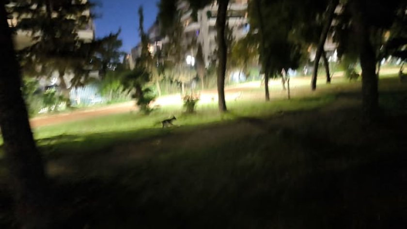 Αλεπού εμφανίστηκε στο Άλσος της Νέας Σμύρνης